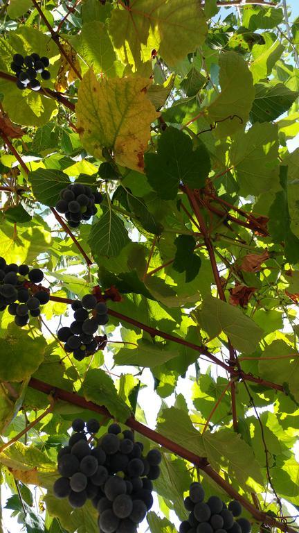 Aquara Agriturismo Il Marchese מראה חיצוני תמונה